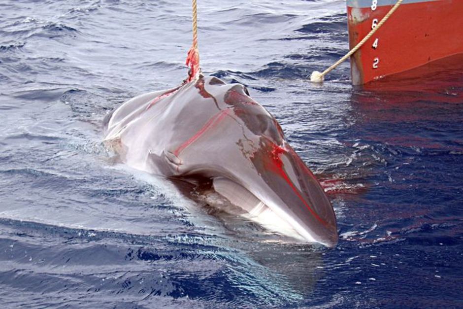 日本恢复商业捕鲸探讨,日本解除水产禁令