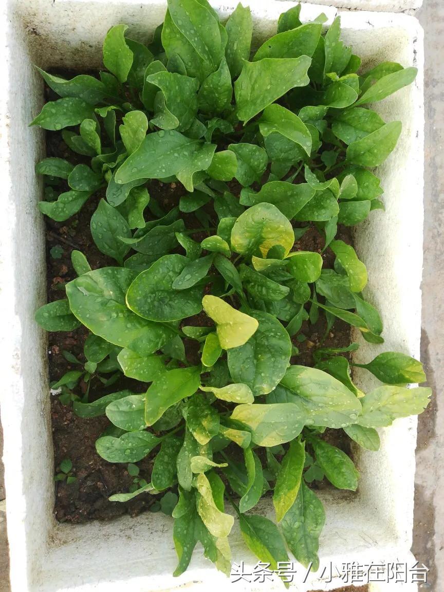 自己种菜如何让菜长得快,种菜小妙招简单长势好