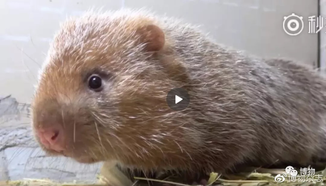 华农兄弟的竹鼠为什么总是中暑,竹鼠中暑有什么表现