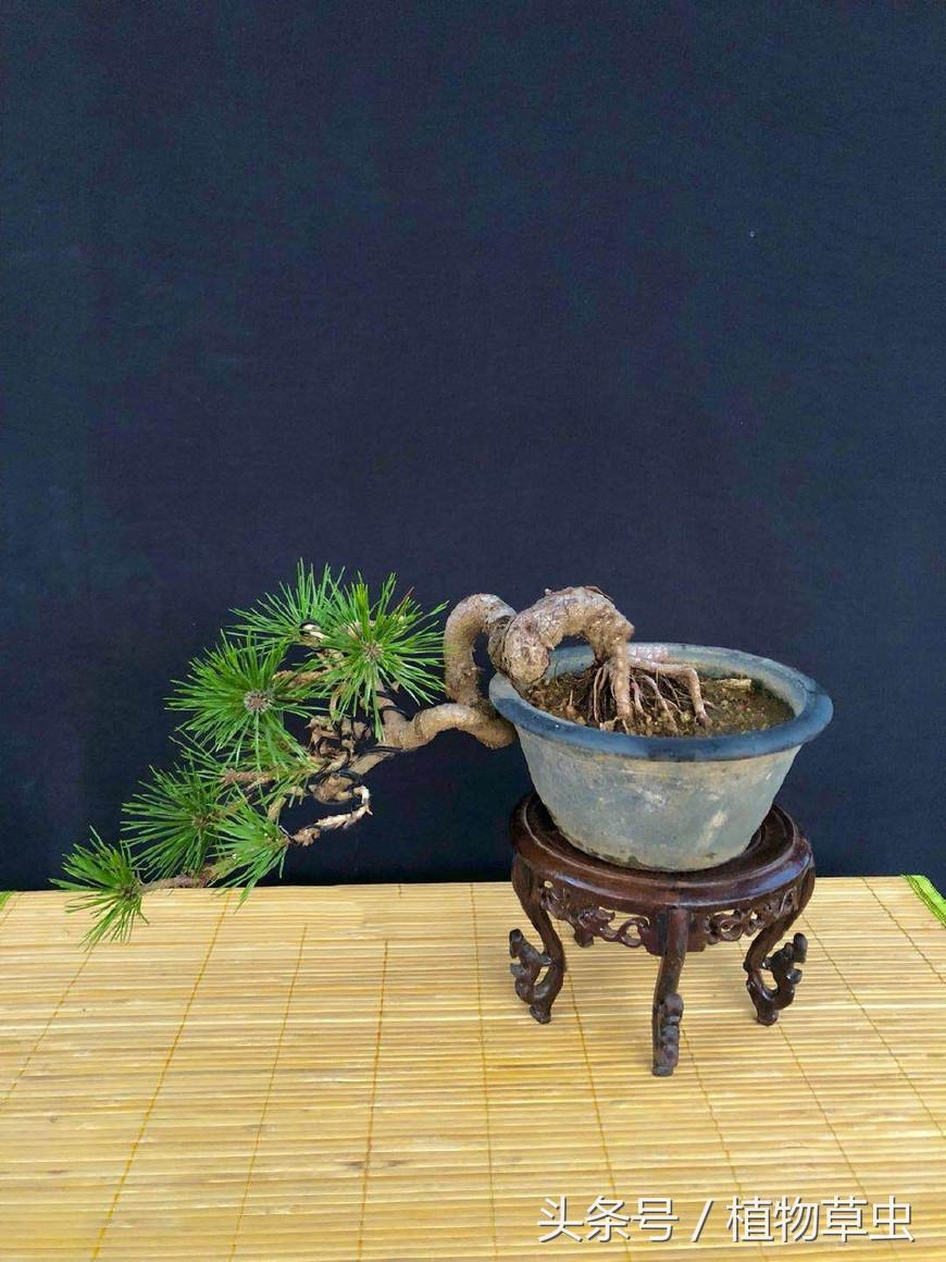 临水黑松精品盆景欣赏,临水黑松盆景用什么盆