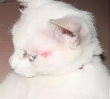 猫咪得猫癣猫该怎么办,猫咪长猫癣要怎么弄