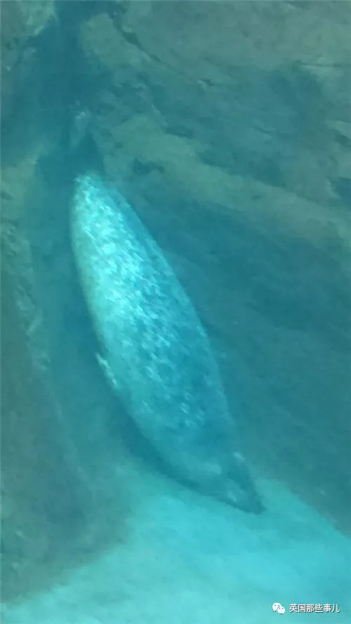 没有干劲的废柴海豹，只要心中有床，在哪里都可以豹睡个爽啊……