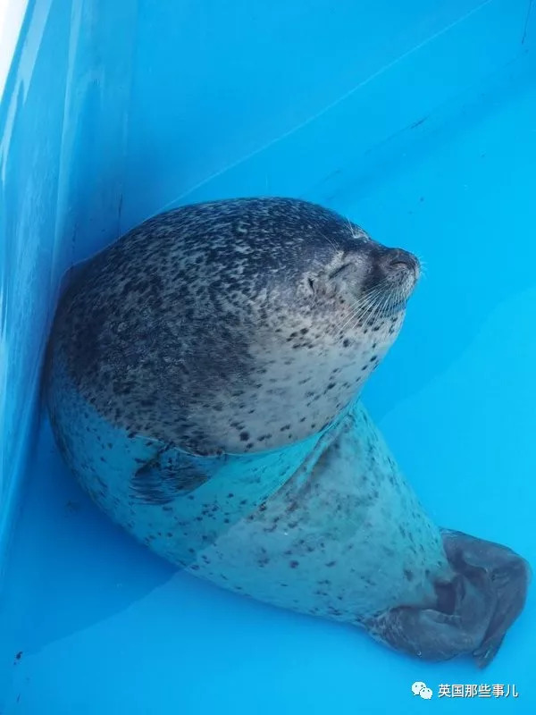 没有干劲的废柴海豹,只要心中有床,在哪里都可以豹睡个爽啊……