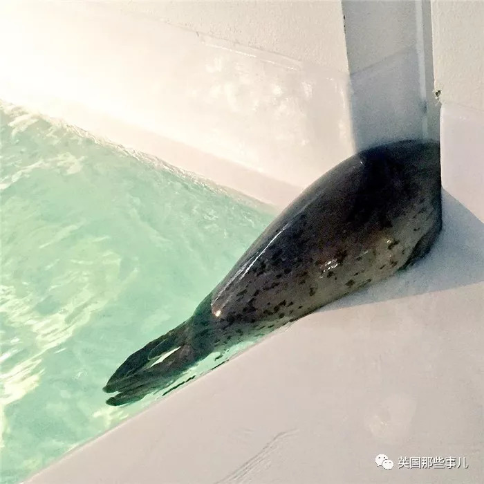 没有干劲的废柴海豹，只要心中有床，在哪里都可以豹睡个爽啊……