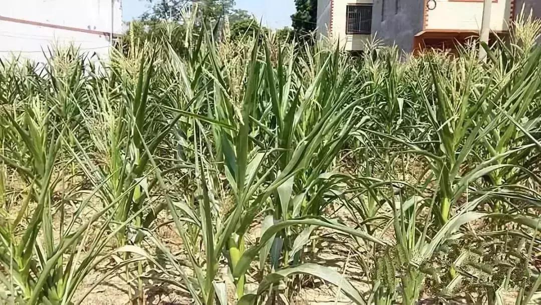 玉米现在缺苗补种什么,玉米顶部缺粒怎么办