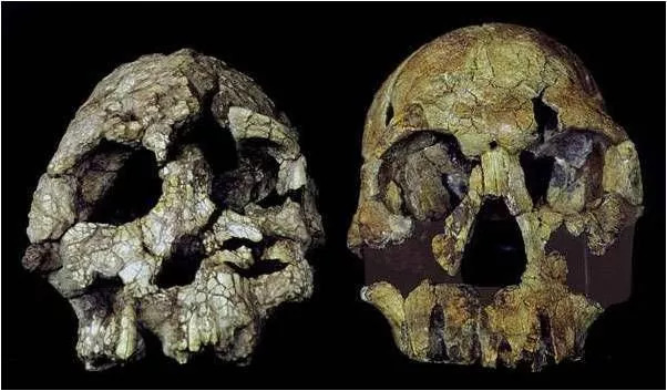 人体哪个部位让你，忍不住伸出舌头，想舔……｜从5500万年前说起