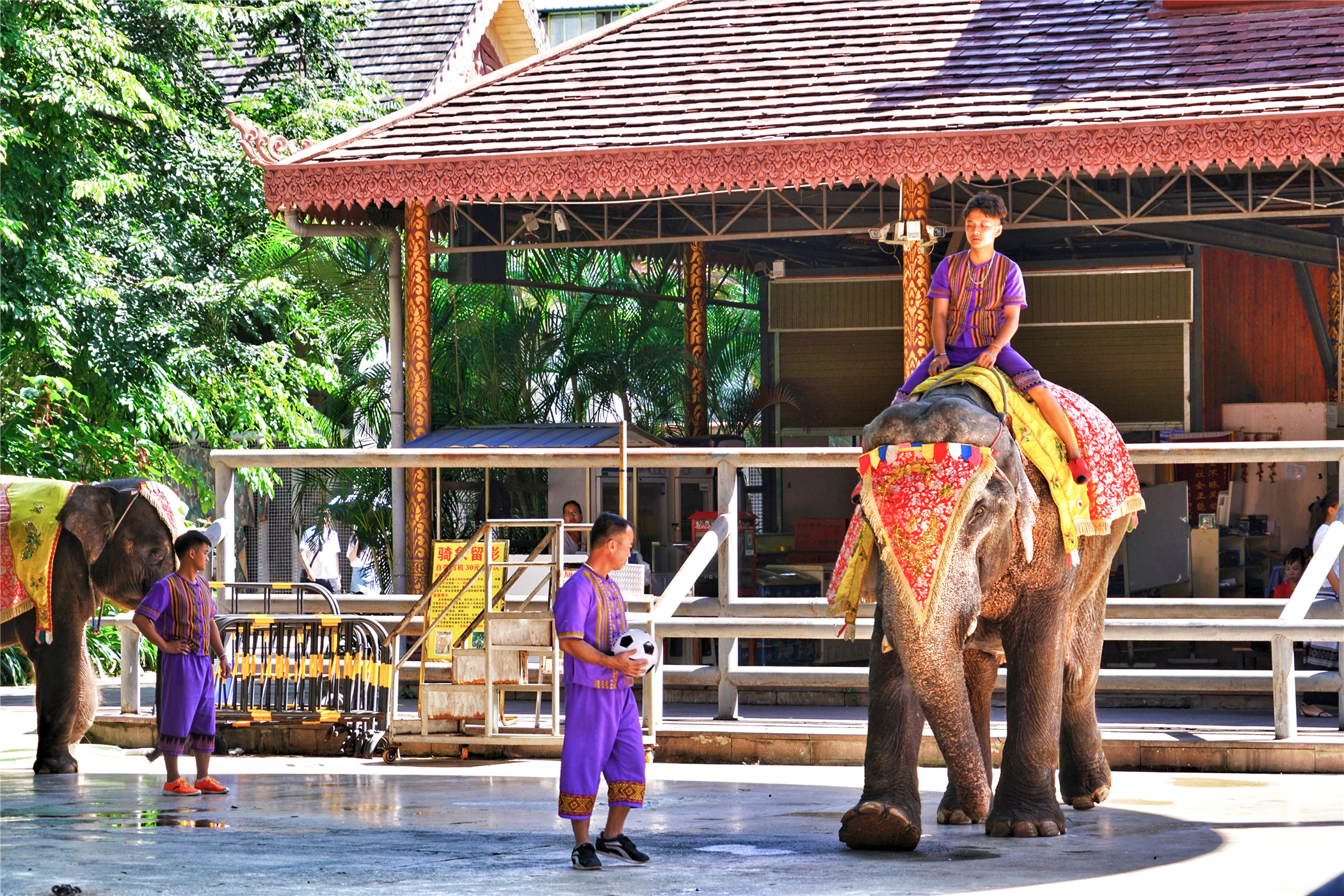 西双版纳曼听御花园景区,西双版纳美丽的曼听御花园