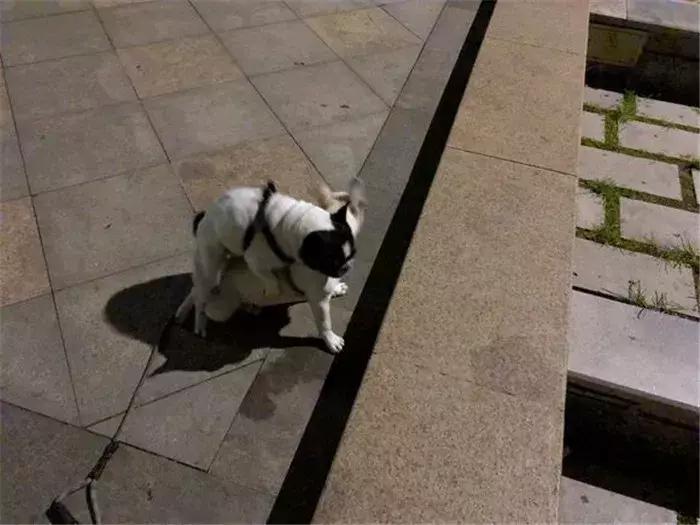 法牛洗澡没吹干,法牛洗澡的正确方法