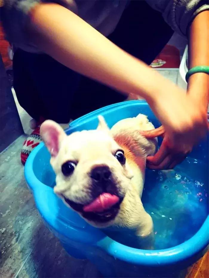 法牛洗澡没吹干,法牛洗澡的正确方法