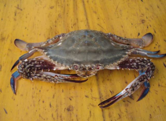 烟台螃蟹怎么选,烟台挑选螃蟹有绝招