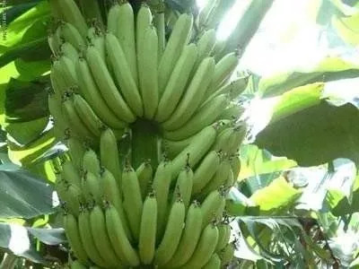 香蕉配它吃，大肚子没了，连便秘都好了！所有人都该看看