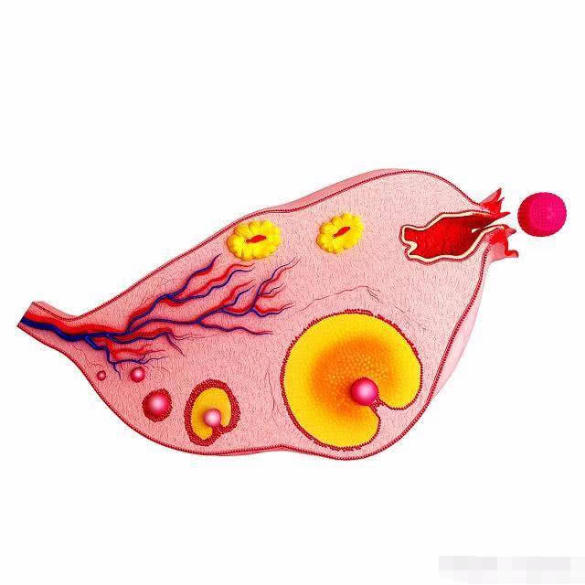 备孕期怎么找准排卵日,备孕是不是必须在排卵日