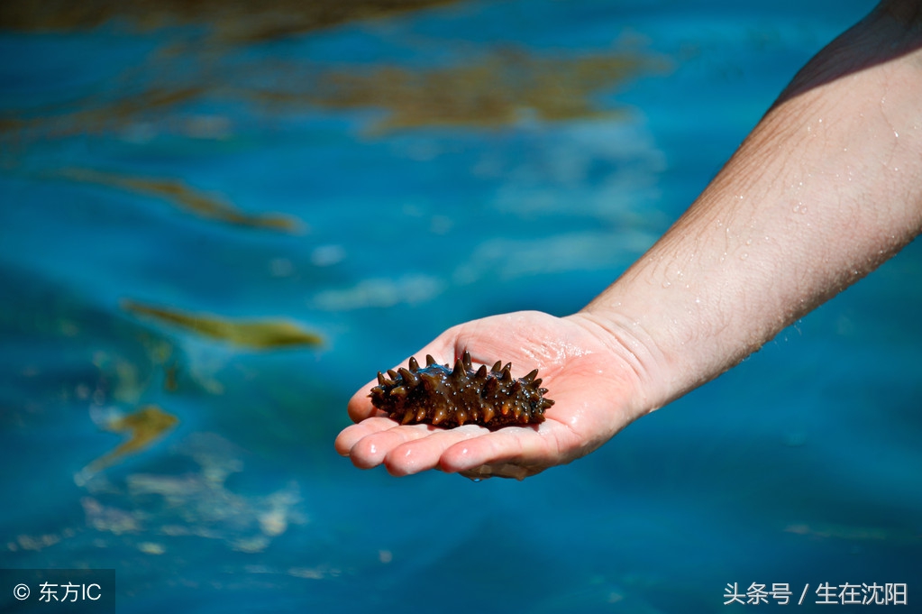 辽参的正宗照片大全,辽参野生图片大全
