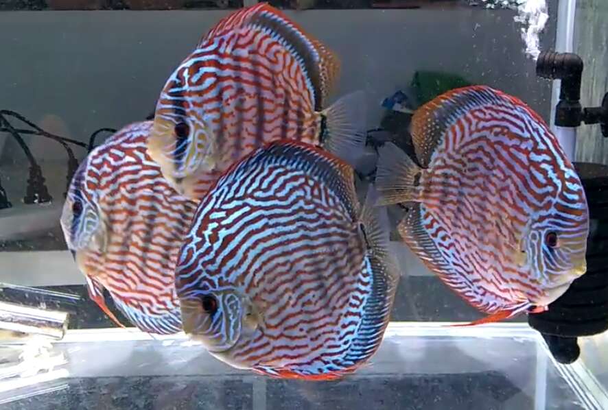 上滤缸改造,一个氧气泵通四个鱼缸