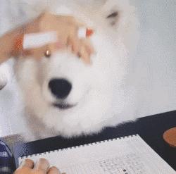 独家｜北上广青睐法牛，二线城市爱养金毛