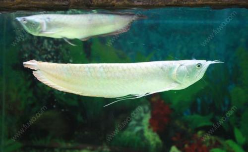 龙鱼入缸的正确操作过程,龙鱼入缸程序