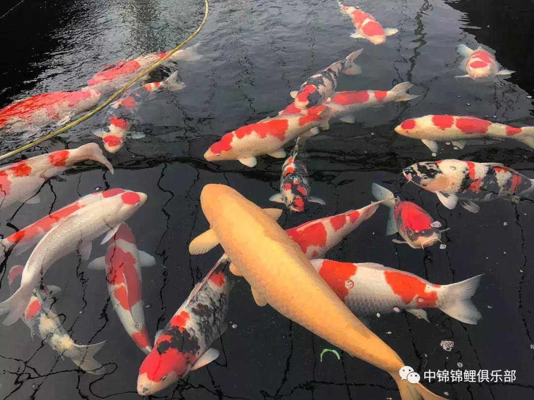 锦鲤喂食过量补救措施有哪些,锦鲤喂食过量补救措施图片