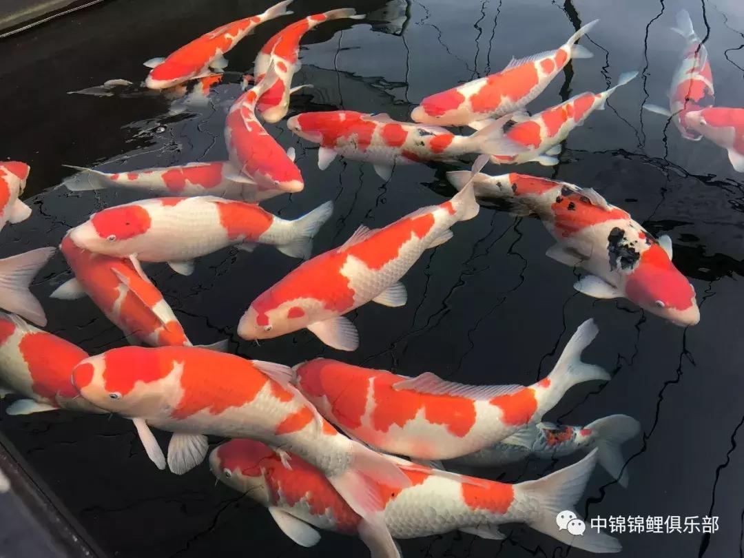 锦鲤喂食过量补救措施有哪些,锦鲤喂食过量补救措施图片