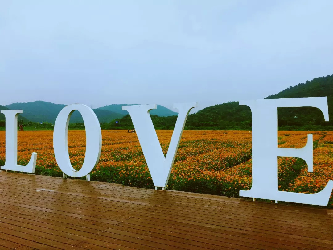 硫华菊已盛开，快来荪湖来一场秋季佛系之旅吧