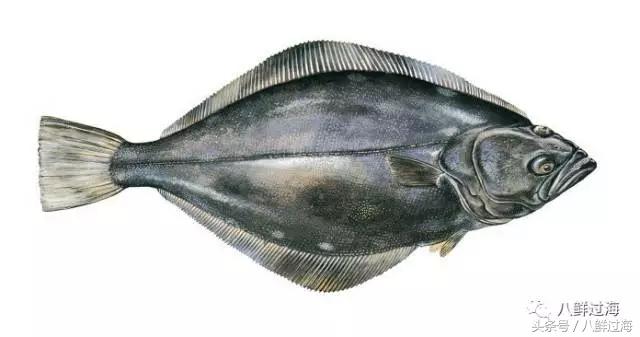 长钩柄鱼钩钓鲫鱼,长绳排钩钓鱼怎么钓鲫鱼