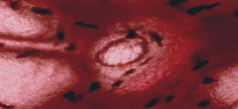 明明是科普纪录片，主持人却用自己的血做起了“暗黑美食”