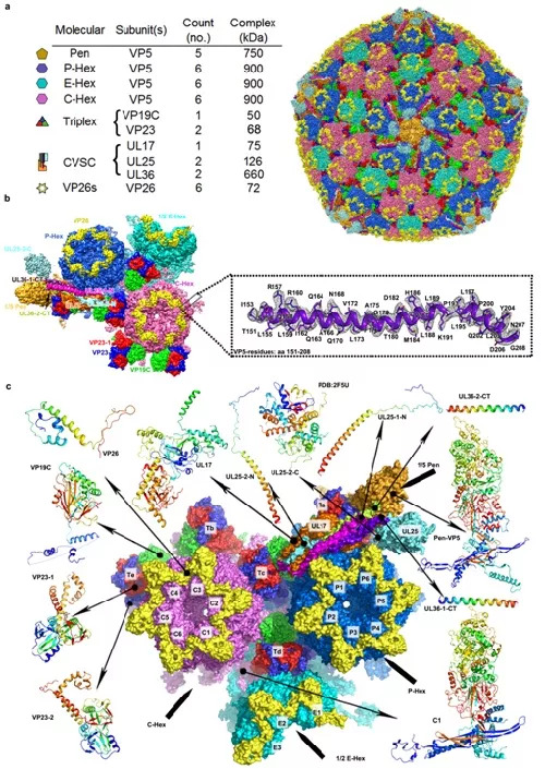 单纯疱疹病毒最新研究,疱疹病毒科研报告