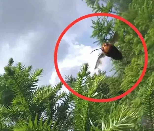 江西人注意!近期看到这种东西赶紧躲开!别靠近!严重或致死