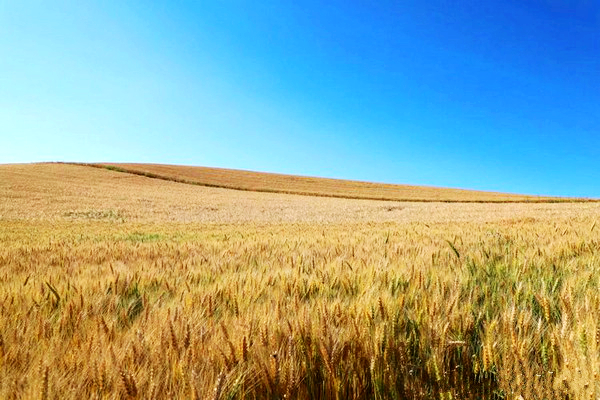江布拉克的美景描述,风吹麦浪风景视频