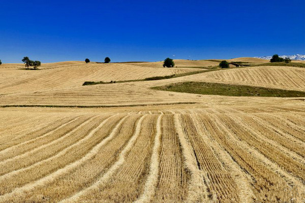 江布拉克的美景描述,风吹麦浪风景视频