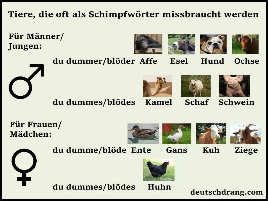 怎样零基础学好德语,德语学几年能学好