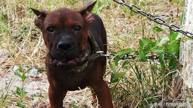 最受中国人喜爱的犬类排行,最受国人喜爱的狗