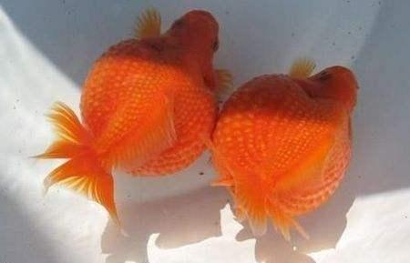 清朝正白旗旗人金鱼养殖心经:《虫鱼雅集》(下)