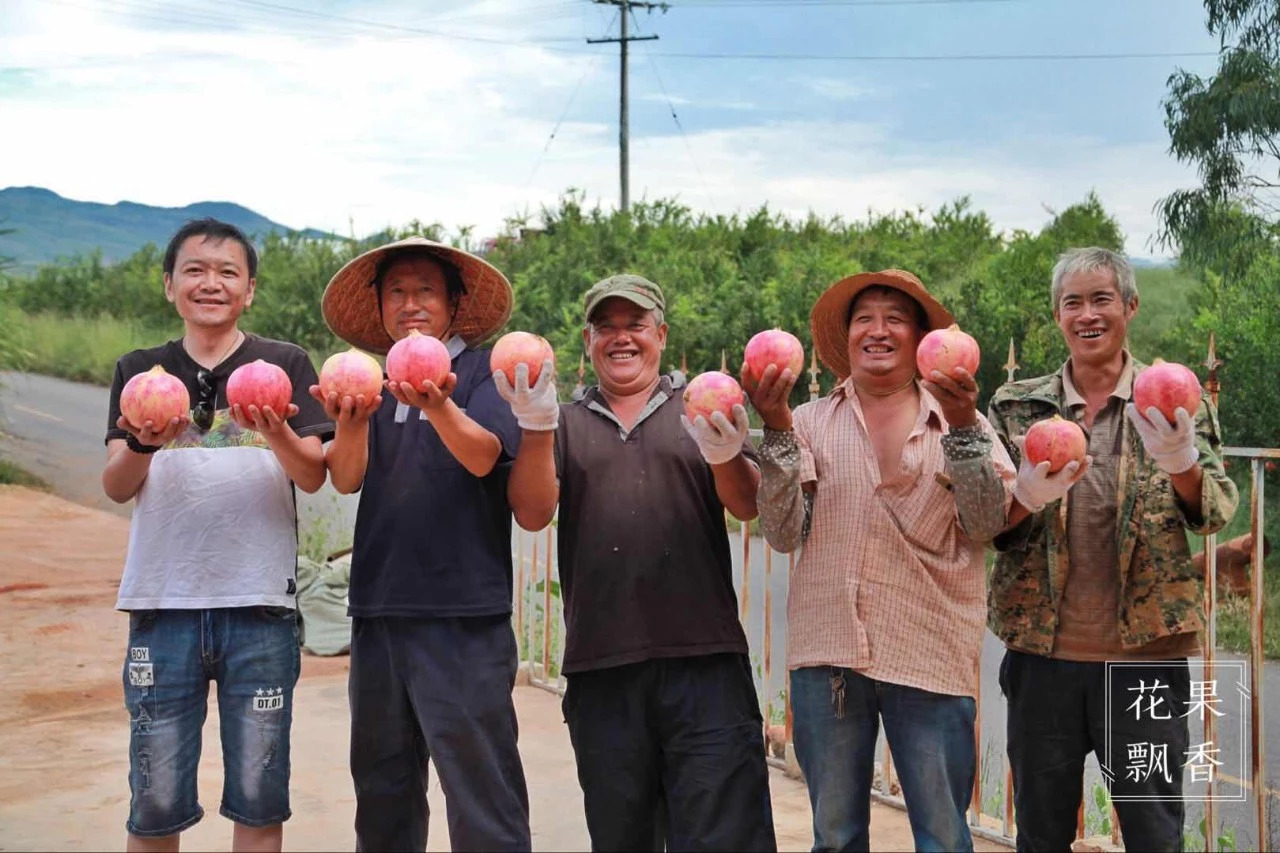 热门产业伤心事：软籽石榴的价格居然会低到2.5元一斤