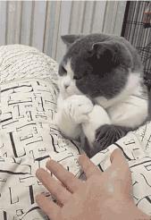 爆笑!收到2米多高代购清单的男子代购回来啦!「蜀黍周趣闻‖NO.43」