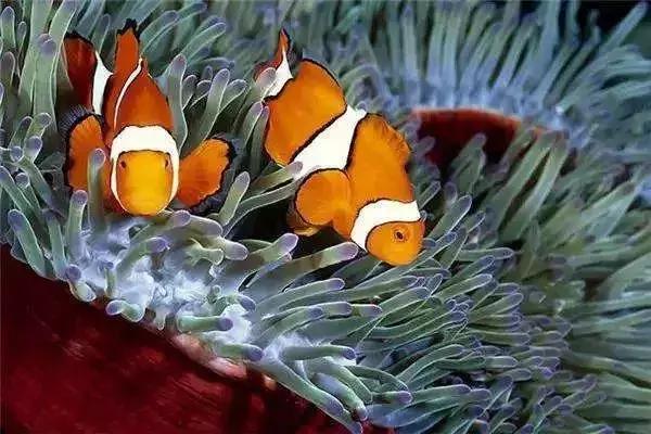 马来西亚沙巴度假海岛,马来西亚的沙巴