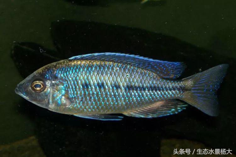 马拉维湖慈鲷口孵品种,马拉维湖岩栖慈鲷