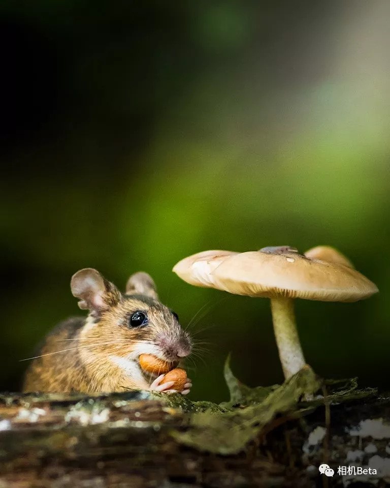 每周摄影作品精选:索尼家(第20180916期)