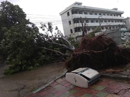 “山竹”来临东莞，倒拔树木，工厂停产……