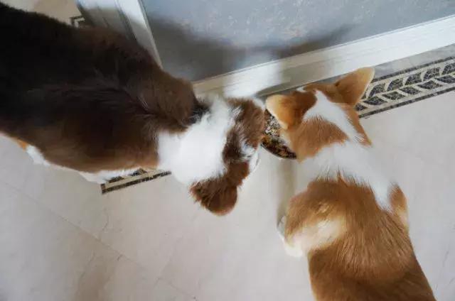 三文鱼跟牛肉怎么自制狗粮,三文鱼牛肉狗粮