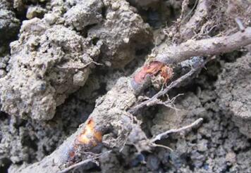 柑橘烂根如何解决,柑橘树苗出现烂根怎么回事