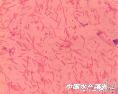 水产养殖中微生物制剂都有哪些,水产微生态制剂使用原则和方法