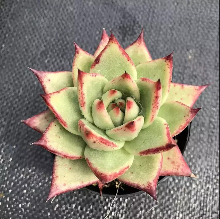 这个秋天，还在愁家里没有美肉吗？超高颜值的法师、冰梅等你来抢购！