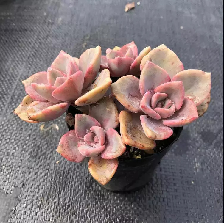 这个秋天，还在愁家里没有美肉吗？超高颜值的法师、冰梅等你来抢购！