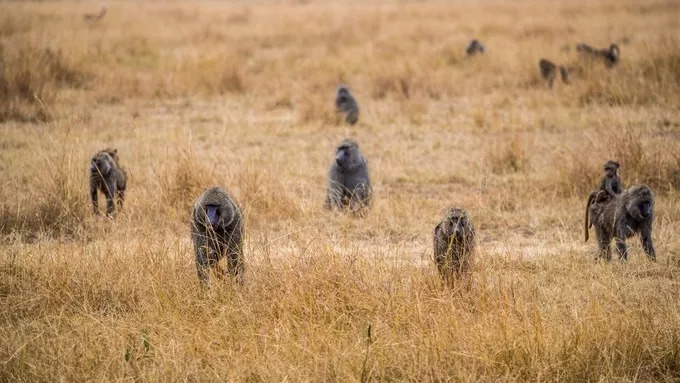 最恐怖的拍摄经历｜我在非洲被长颈鹿强吻了……