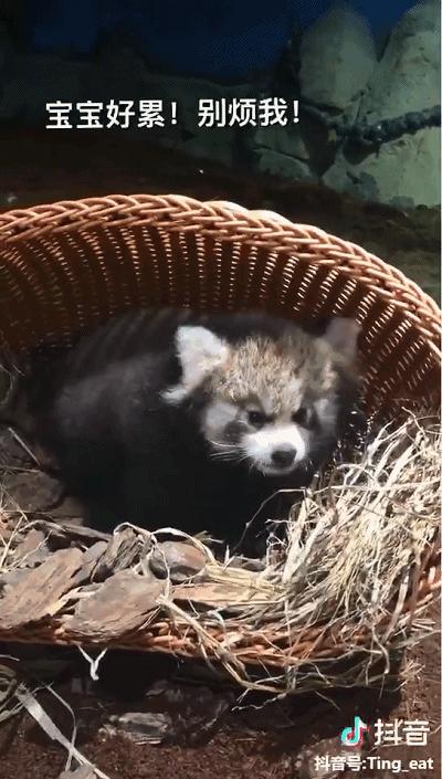 重庆小熊猫互动的动物园,重庆动物园有小熊猫