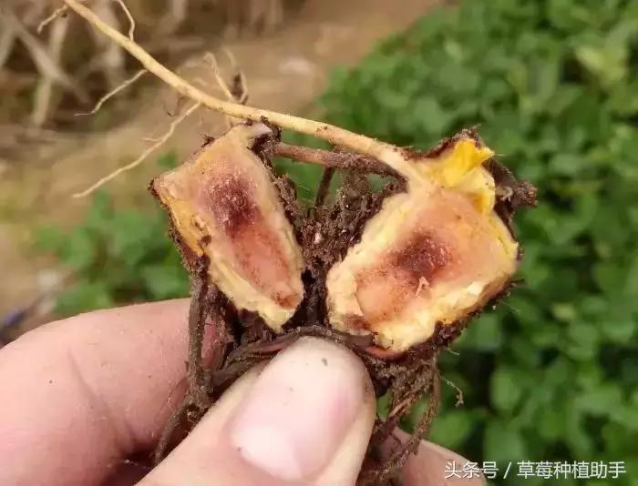 草莓根腐病还有救吗,草莓根腐病危害症状有哪些