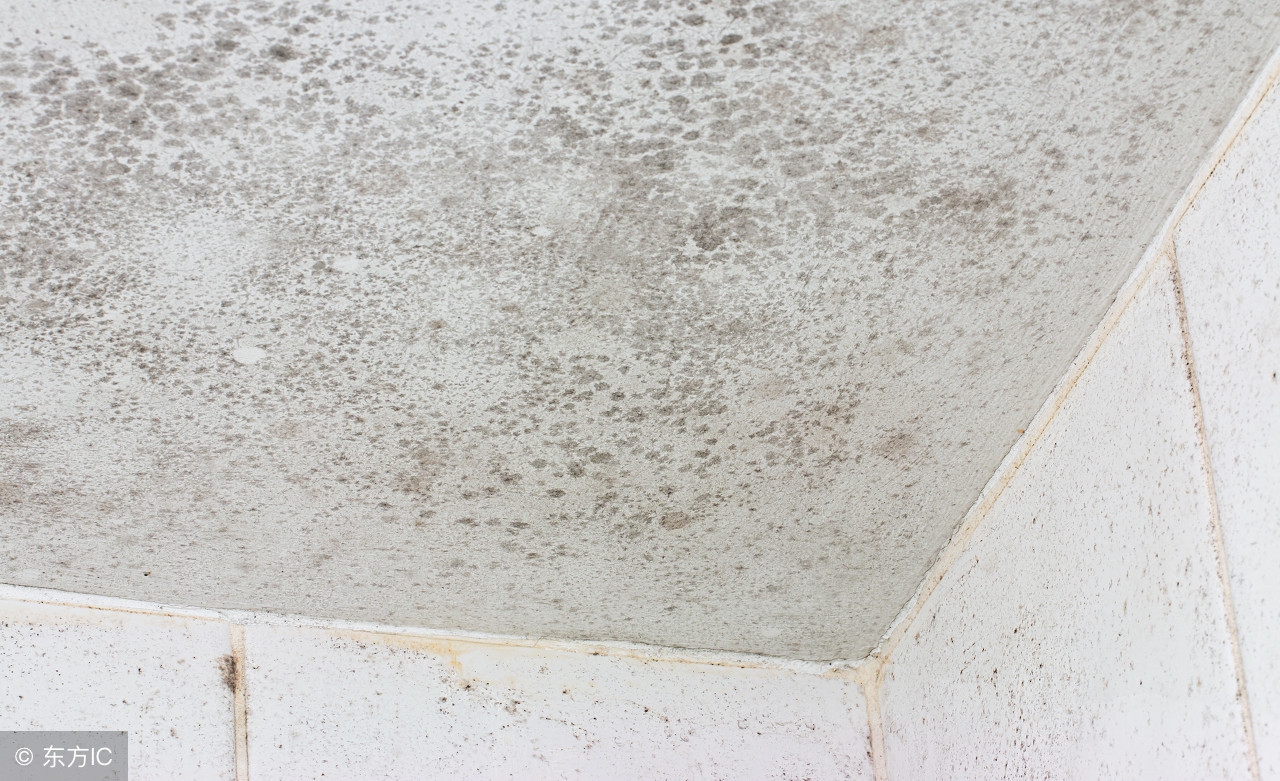 壁纸长霉诱发儿童哮喘？你家墙面为啥老长霉？除霉深度解析090