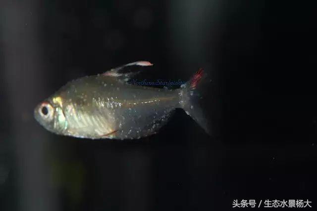 观赏鱼白点病严重吗,观赏鱼白点病一招解决