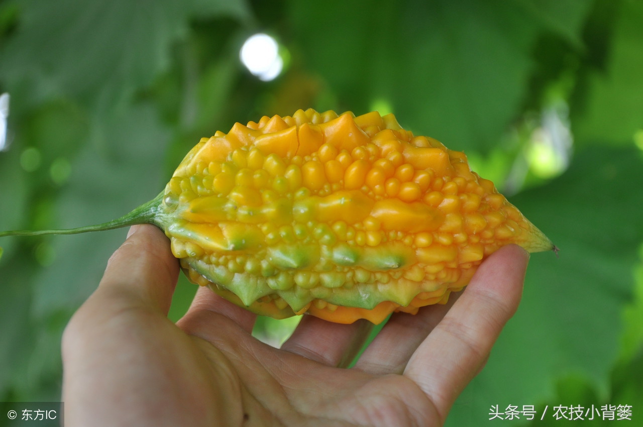 这种金灿灿的农村瓜你见过吗？教你怎么种、怎么选、怎么吃！