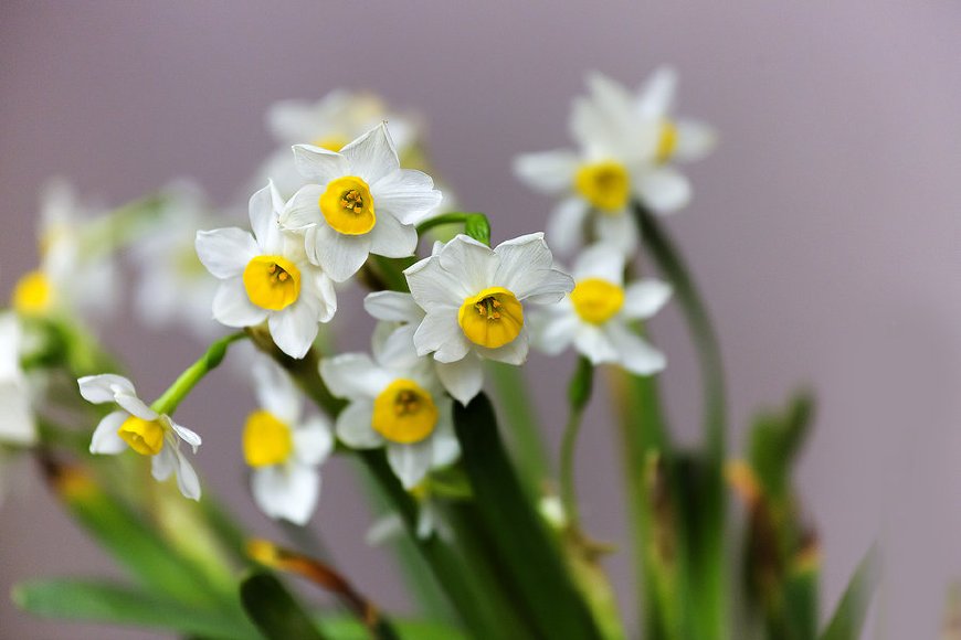 这几种花不仅能吸收二氧化碳防辐射,还能缓解孕吐